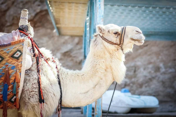 Mooie kameel op de natuur in de buurt van de zee egypt achtergrond — Stockfoto