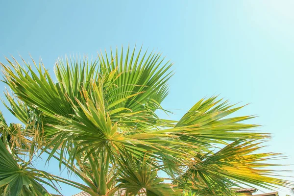 Bellamente elegante palmera en la orilla de la naturaleza del fondo del mar — Foto de Stock