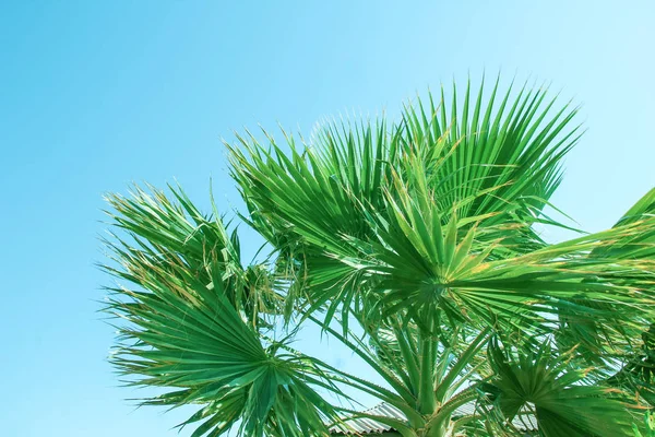 Belamente elegante palmeira na costa da natureza do backgro do mar — Fotografia de Stock