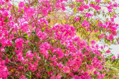 Güzel ağaçlar parkta doğa çiçek arka plan çalılar