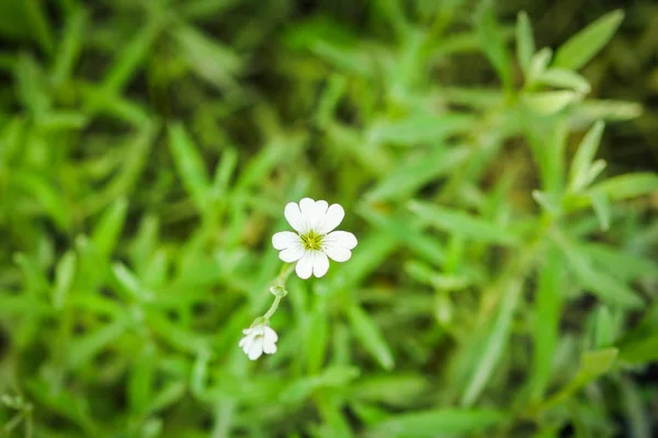 Красиво стильная зеленая трава с цветком на открытом воздухе в парке — стоковое фото