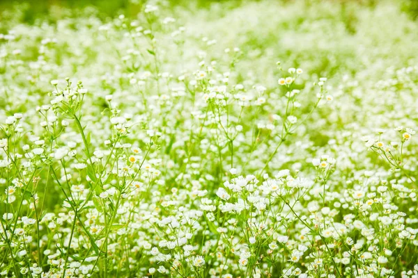 美丽的田野雏菊在公园背景的自然 — 图库照片