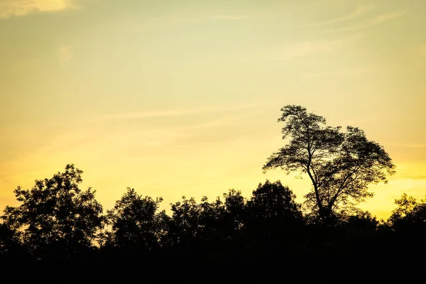 Hermosa silueta de árboles en la naturaleza en el fondo del parque —  Fotos de Stock