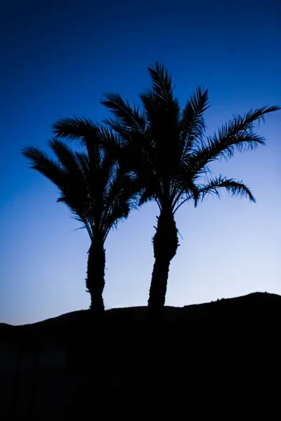 Elegante silueta de palmera en el fondo del cielo —  Fotos de Stock