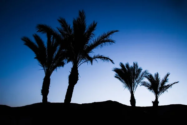 Elegante silueta de palmera en el fondo del cielo —  Fotos de Stock