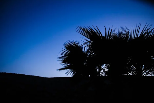 Gökyüzü arka planında palmiye ağacının şık silueti — Stok fotoğraf