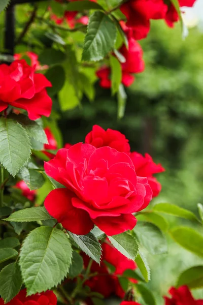 Fondo hermosas flores vivas — Foto de Stock