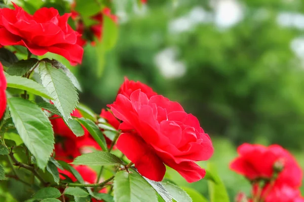 Fondo hermosas flores vivas — Foto de Stock