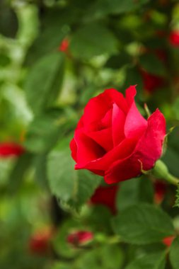 arka plan güzel canlı çiçekler