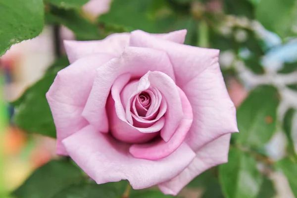 Background beautiful live flowers — Stock Photo, Image