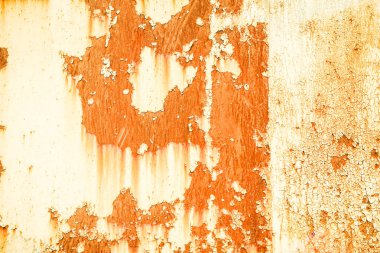 Doğada gül çiçekleri