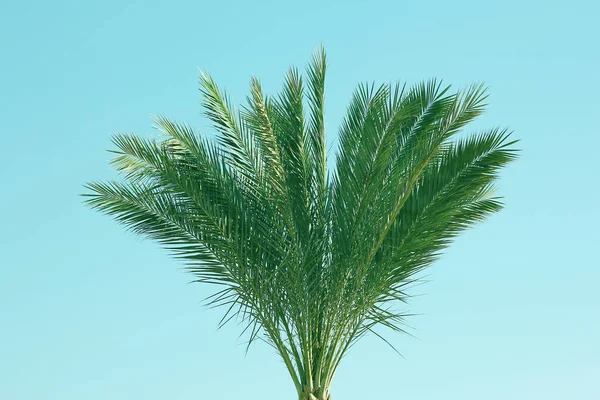 Beautifully stylish palm tree on nature shore of the sea backgro — Stock Photo, Image