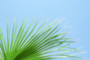 Deniz backgro doğa kıyısında güzel şık palmiye ağacı