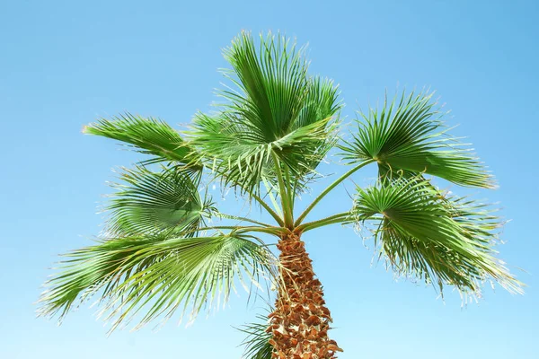 Prachtig stijlvolle palmboom op de natuur kust van de zee blauw — Stockfoto