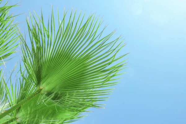 Prachtig stijlvolle palmboom op de natuur kust van de zee blauw — Stockfoto