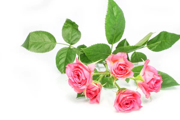 Hermosas flores rosas sobre un fondo blanco —  Fotos de Stock