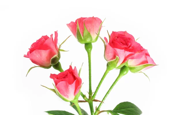 Belas flores rosas em um fundo branco — Fotografia de Stock