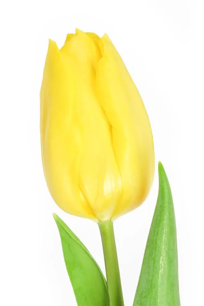 Bei fiori tulipano giallo su sfondo bianco — Foto Stock