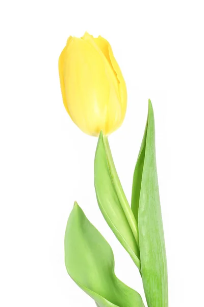 Bei fiori tulipano giallo su sfondo bianco — Foto Stock