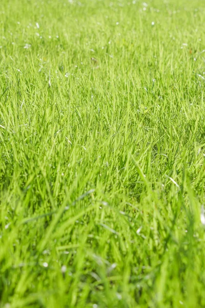 Groene gras frame achtergrond op de natuur in het Park — Stockfoto