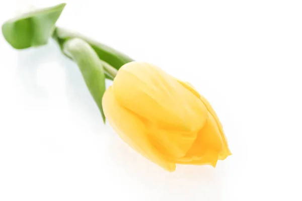 Bei fiori tulipano giallo su sfondo bianco — Foto Stock