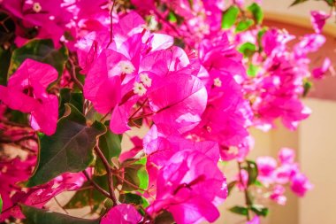 Güzel ağaçlar par doğada çiçek arka plan çalılar