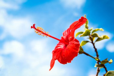 Deniz arka planda güzel çiçekler