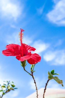 Deniz arka planda güzel çiçekler