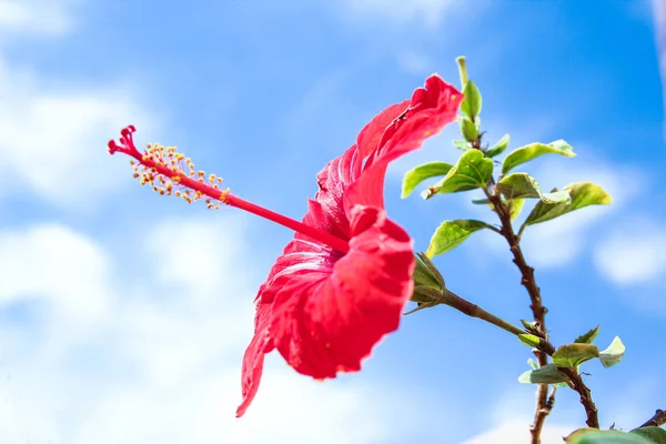 Lindas flores no fundo do mar — Fotografia de Stock