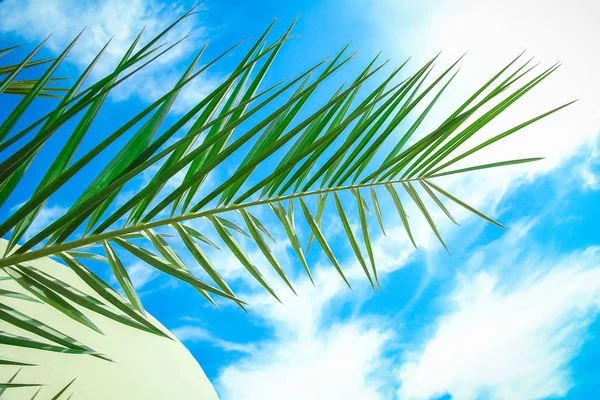 Beautiful palm tree on the sea shore background — Stock Photo, Image