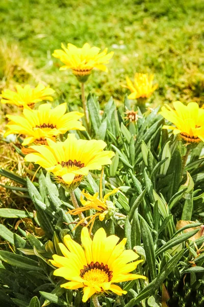 Hermosas flores en el suelo en un fondo del parque — Foto de Stock