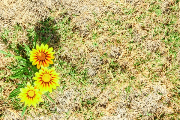 Hermosas flores en el suelo en un fondo del parque — Foto de Stock