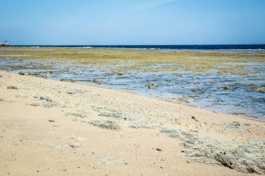 Doğanın arka planında güzel deniz kıyısı tatili