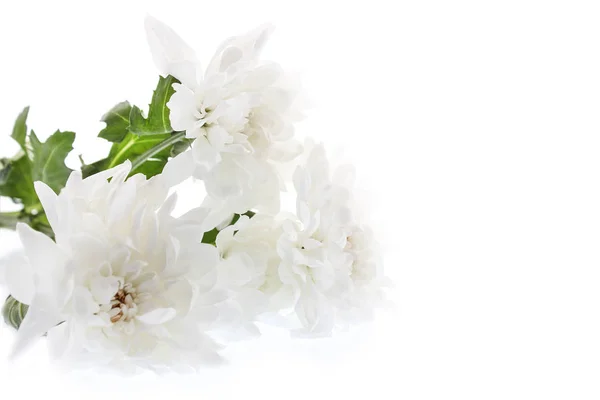 Bellissimi fiori di crisantemo bianco su sfondo bianco — Foto Stock