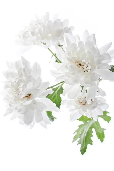 Hermosas flores de crisantemo blanco sobre un fondo blanco —  Fotos de Stock