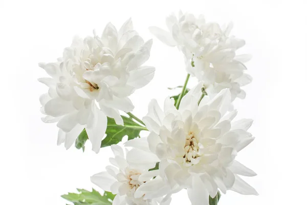 Bellissimi fiori di crisantemo bianco su sfondo bianco — Foto Stock