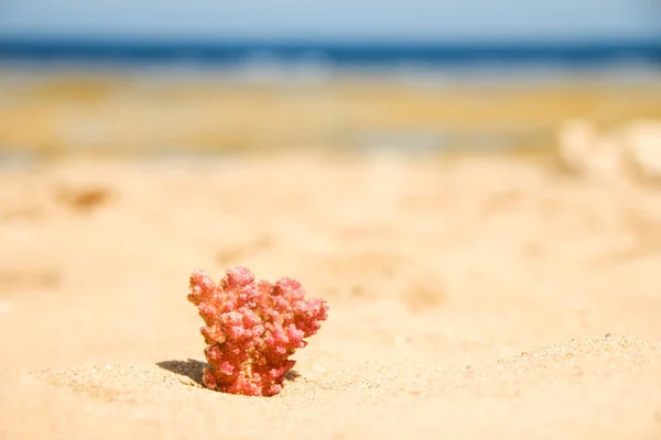 海上の砂の背景にスタイリッシュに美しい貝殻サンゴ — ストック写真