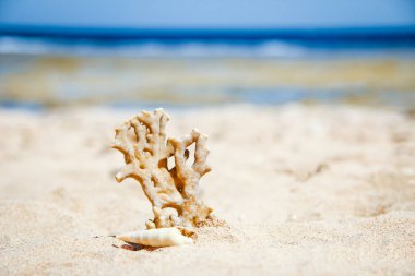 Denizde kum arka plan üzerinde şık güzel deniz kabuğu mercan