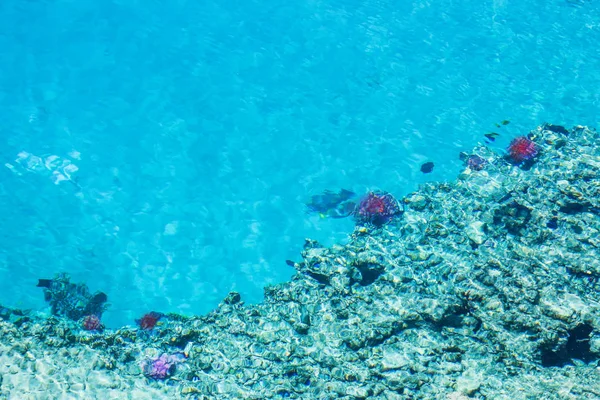 Belo peixe recife no fundo do mar — Fotografia de Stock