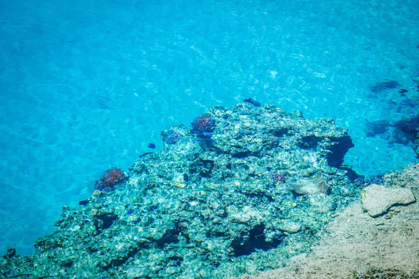 Hermoso pez de arrecife sobre fondo marino —  Fotos de Stock