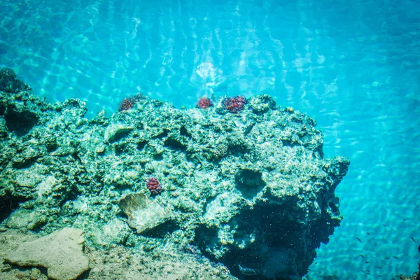Belo peixe recife no fundo do mar — Fotografia de Stock
