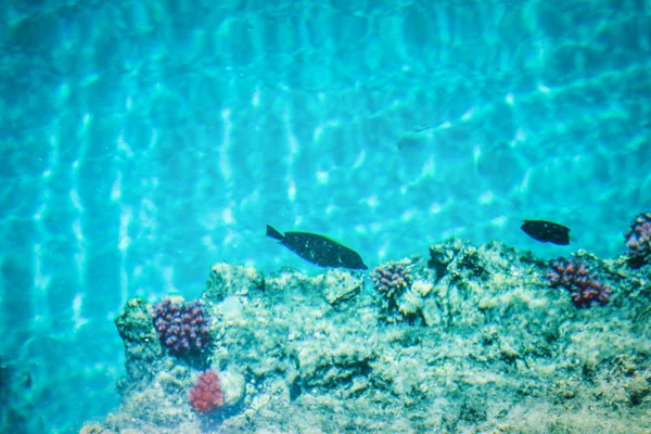 Красивая рифовая рыба на морском фоне — стоковое фото