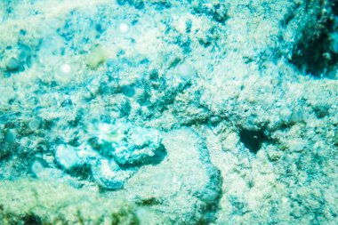 Deniz arka planda güzel resif balık