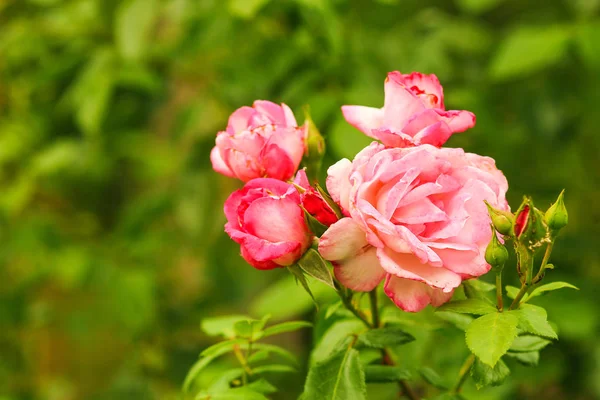 Flores de rosa no fundo da natureza — Fotografia de Stock