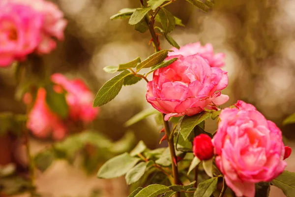 自然を背景にバラの花 — ストック写真