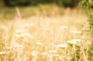 bahar ya da yaz çayır ve mavi gökyüzü arka cephede ile doğa arka plan