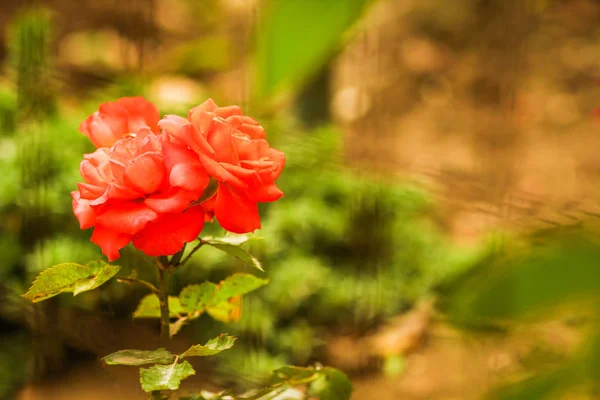 Rose blomster på naturen baggrund - Stock-foto