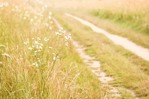 La route vers la nature du champ à la campagne — Photo