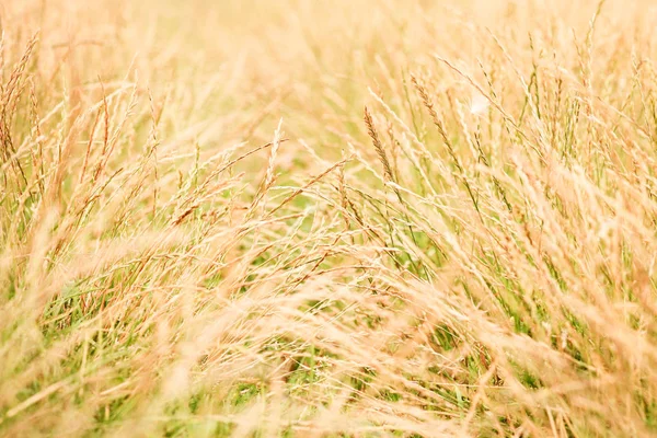 Весна или лето абстрактный фон природы с травой во мне — стоковое фото