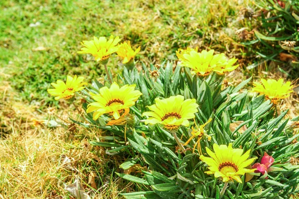 Hermosas flores en el suelo en un fondo del parque — Foto de Stock